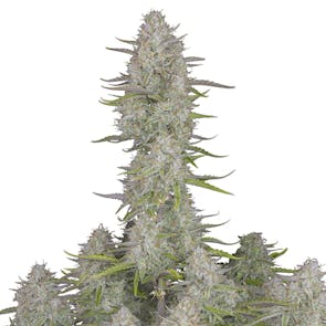 Wedding Cheesecake Auto