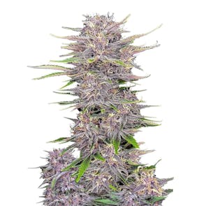 Banana Purple Punch Auto