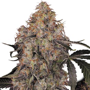 Blue Kush Berry