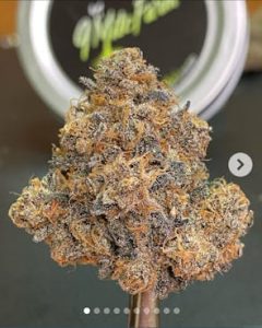 Black Cherry Garlic