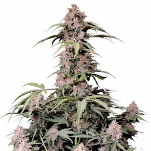 Amnesia Zkittlez Auto