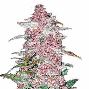 Blackberry Auto